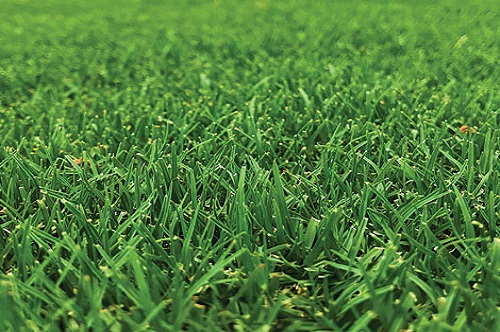 Kikuyu Turf